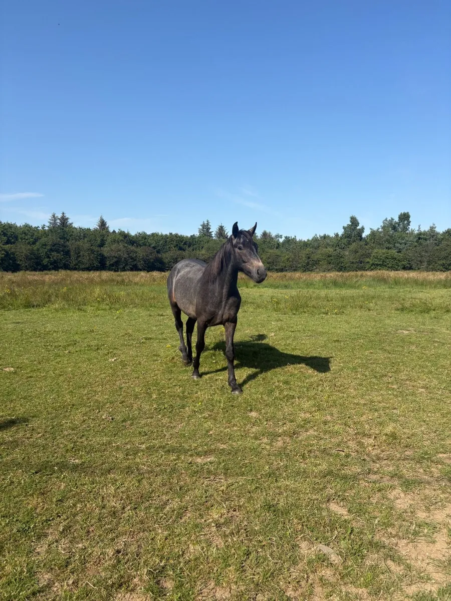 Connemara pony - Image 1