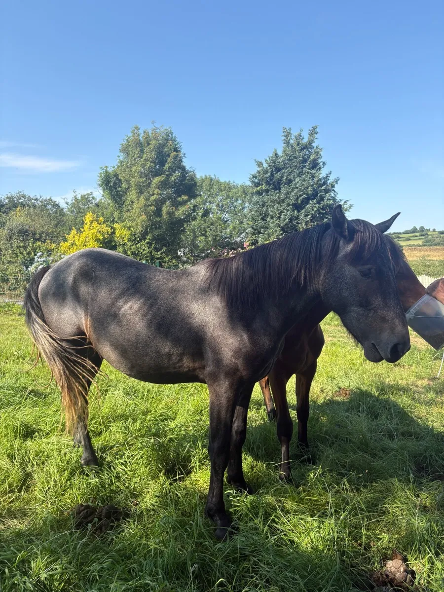 Connemara pony - Image 3