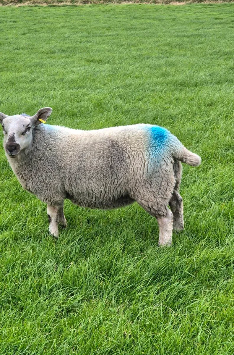 8 ewe lambs suffolk/cheviot - Image 3
