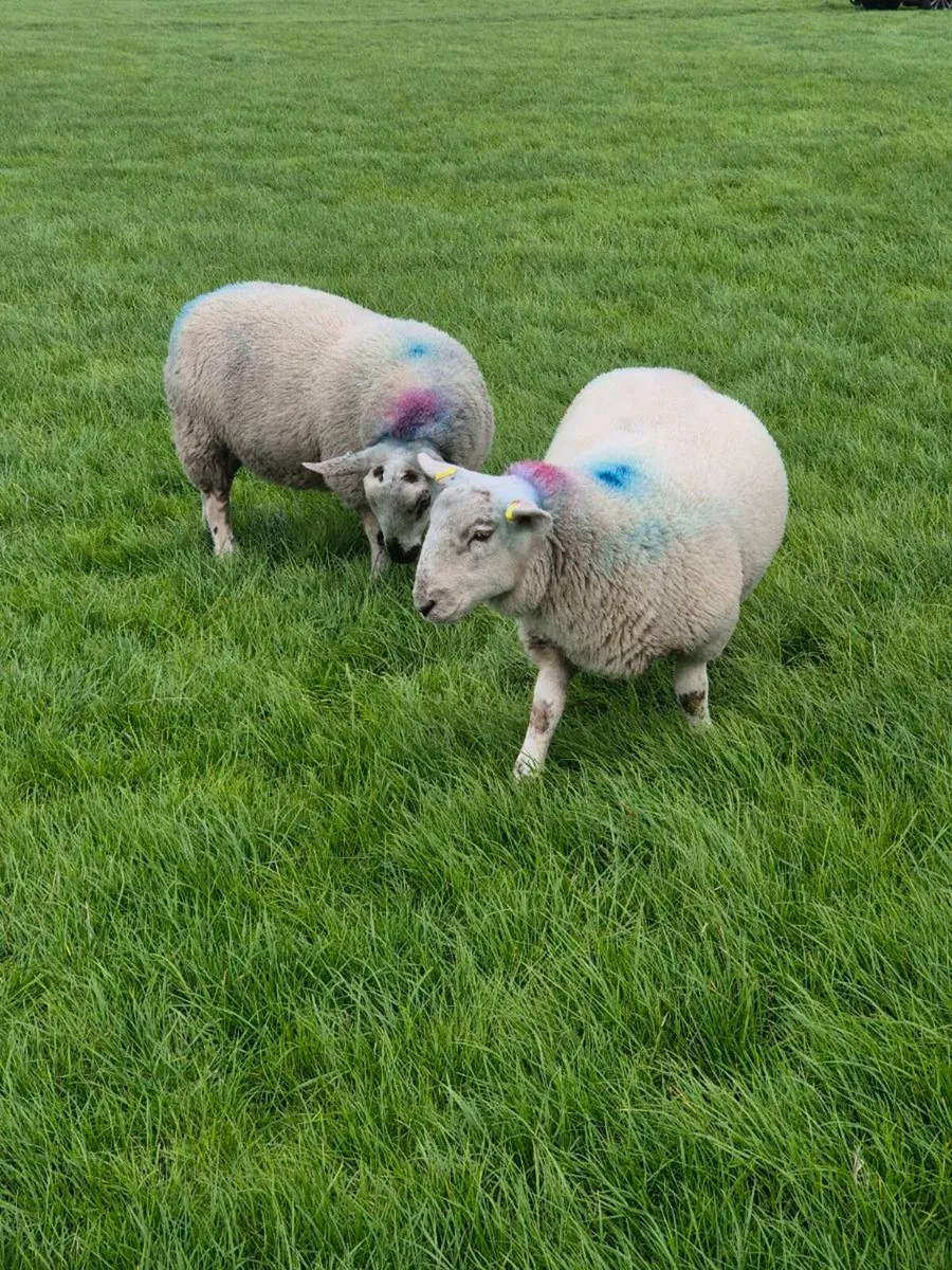 8 ewe lambs suffolk/cheviot - Image 4
