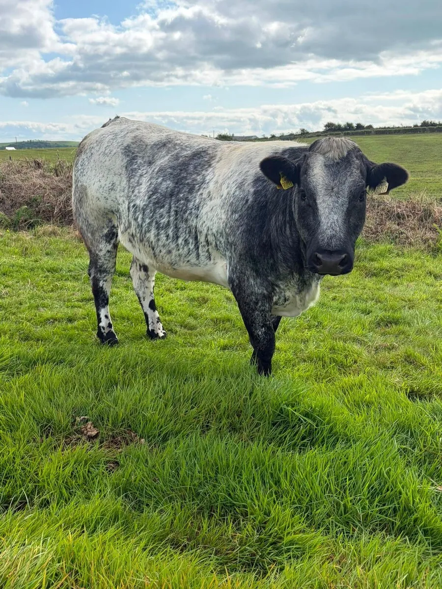 SUPERB AI IN CALF HEIFERS  FOR SALE - Ennis 06 Oc - Image 3