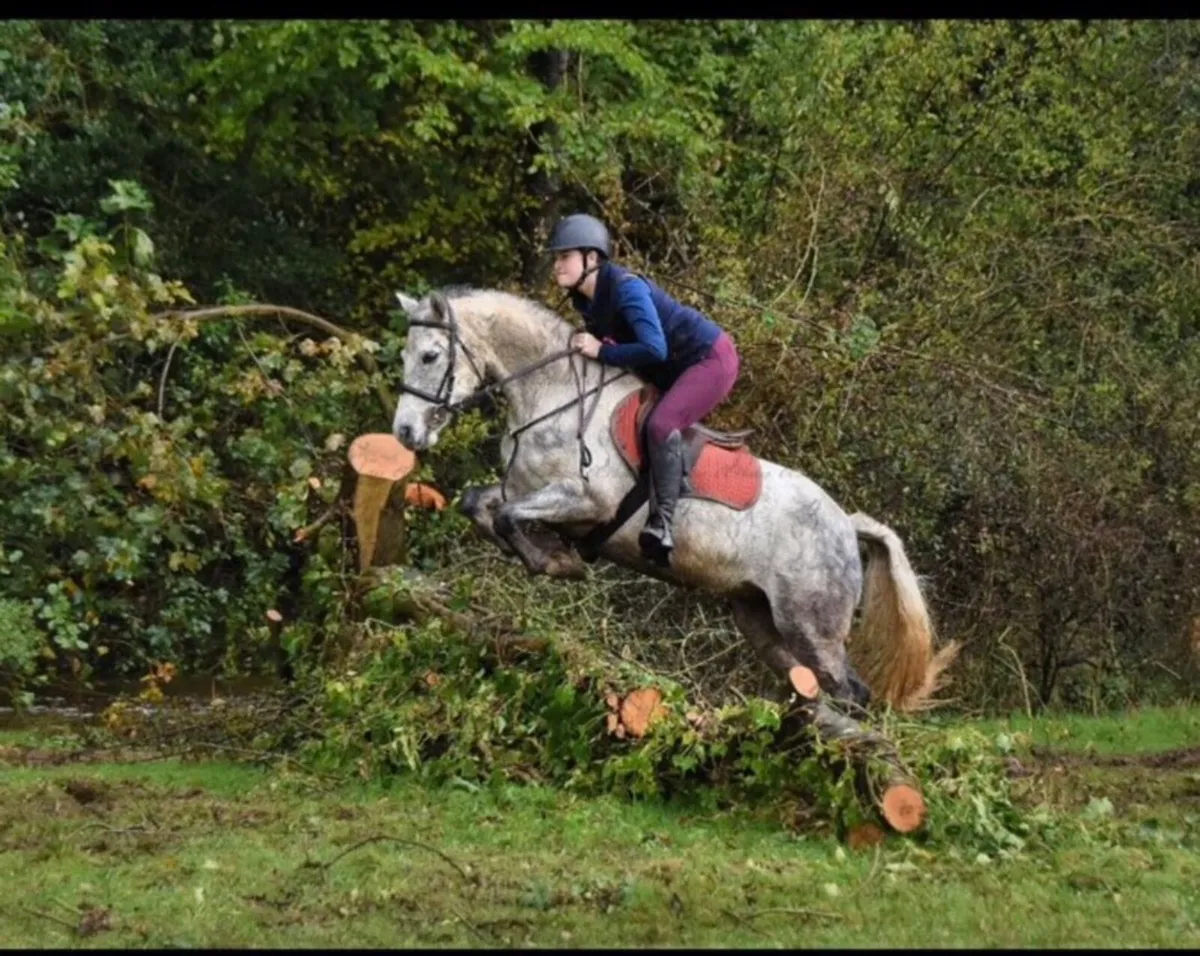 Connemarra ponies - Image 1