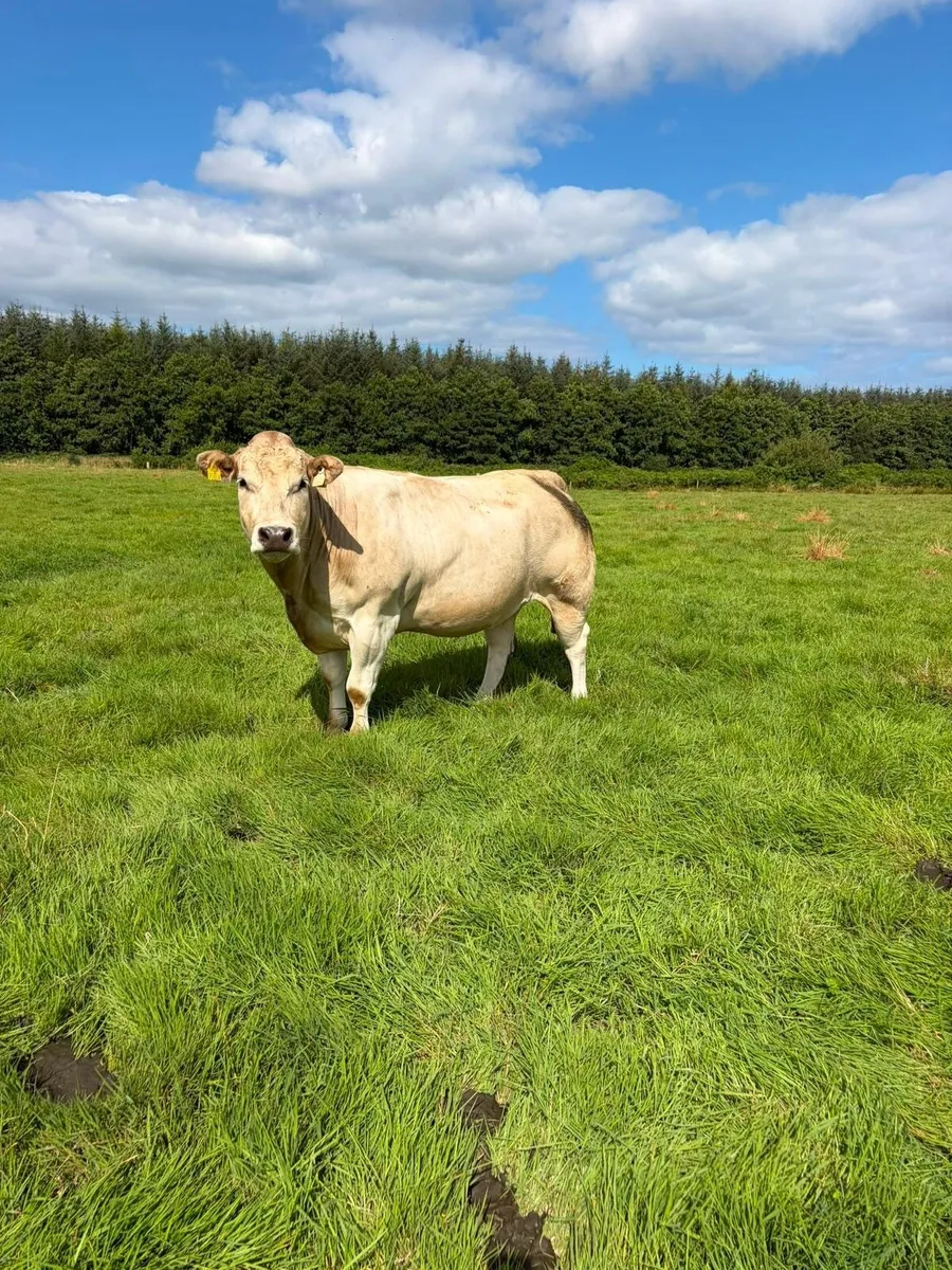 SUPERB AI IN CALF HEIFERS  FOR SALE - Ennis 06 Oc - Image 4