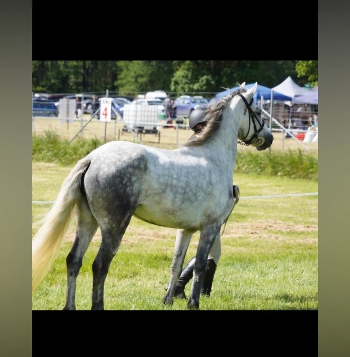 Connemarra ponies - Image 3