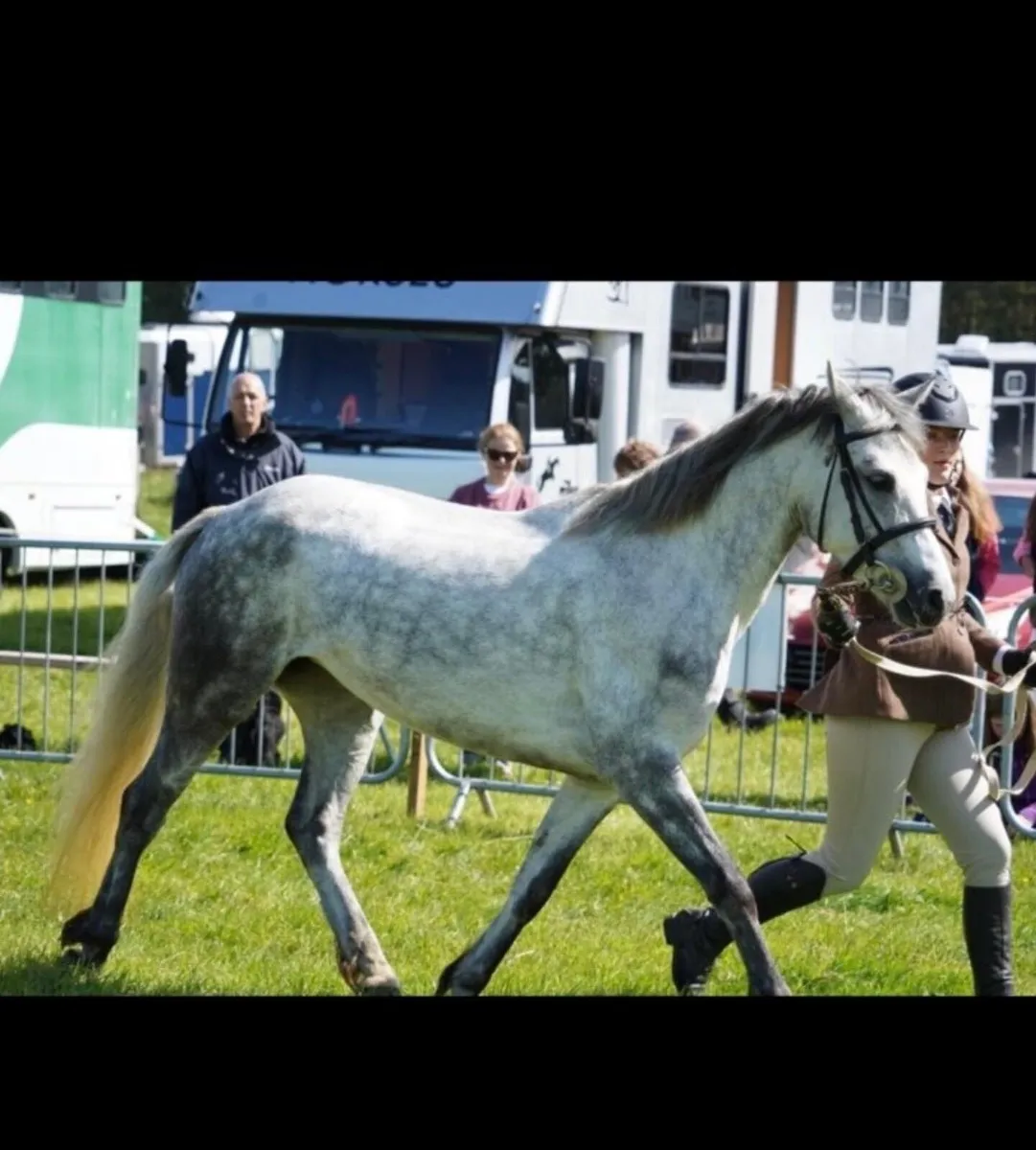 Connemarra ponies - Image 2