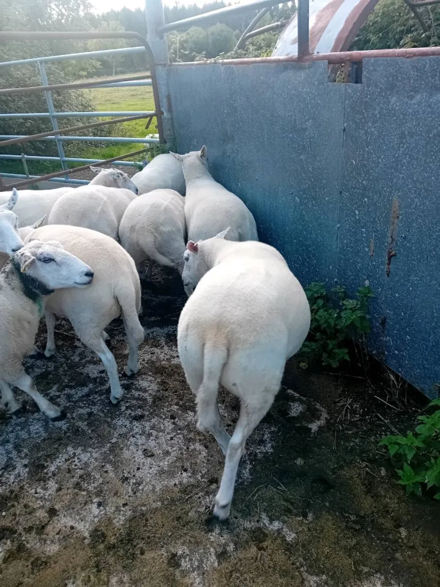 Organic hoggets - Image 1