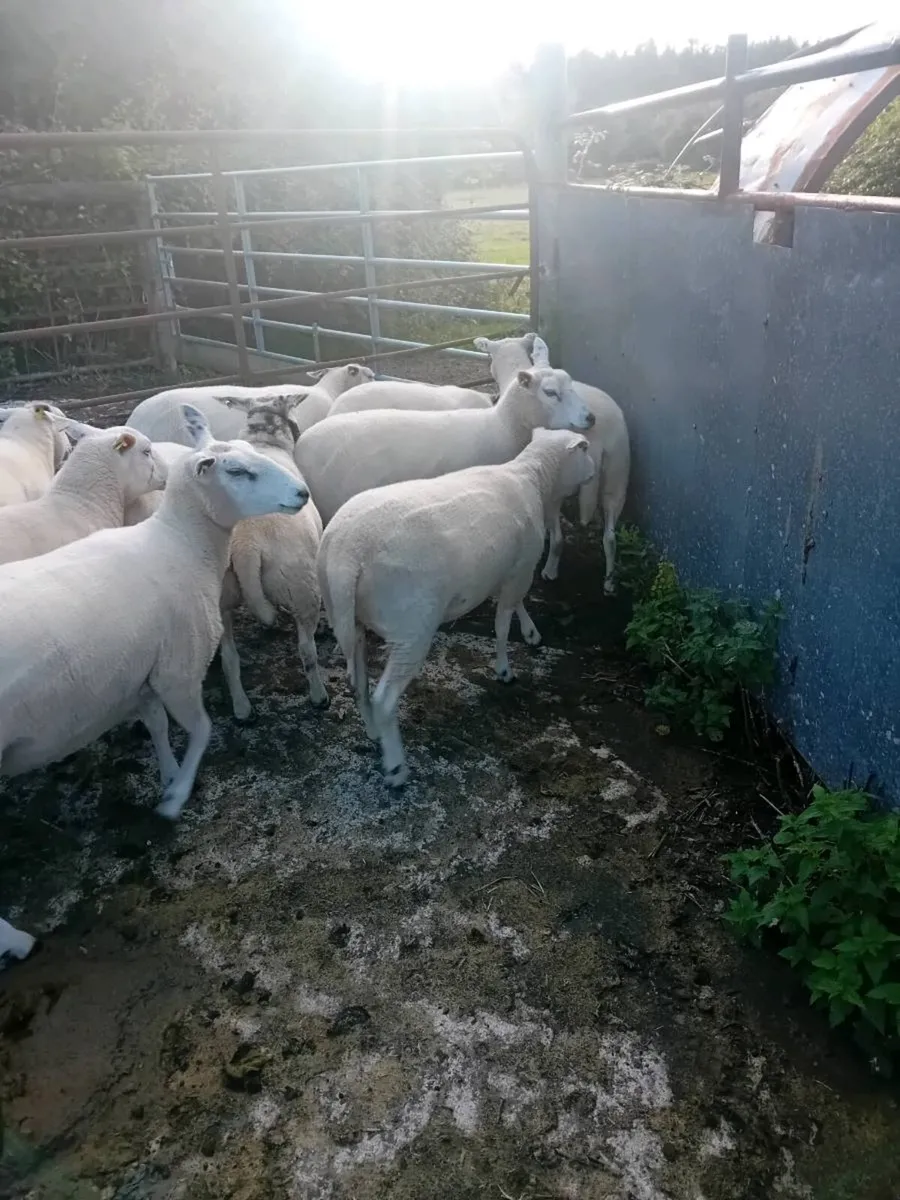 Organic hoggets - Image 2