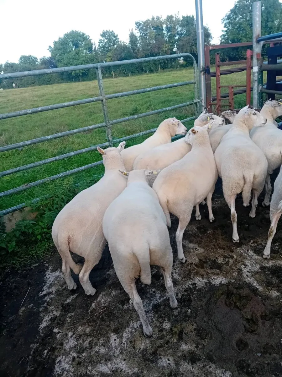 Organic hoggets - Image 3