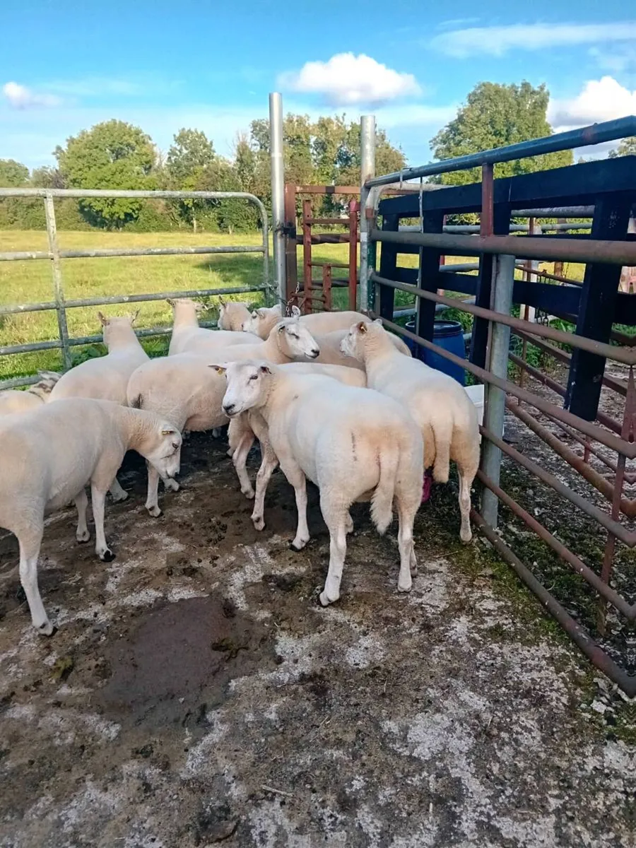 Organic hoggets - Image 4