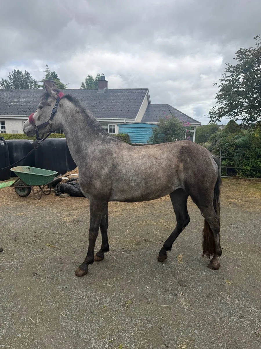 Connemarra ponies - Image 4