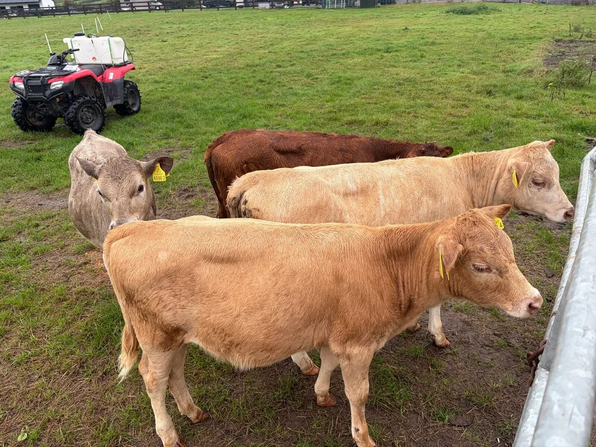 3 charolaise heifers  &1 lim heifer 6 months old - Image 1
