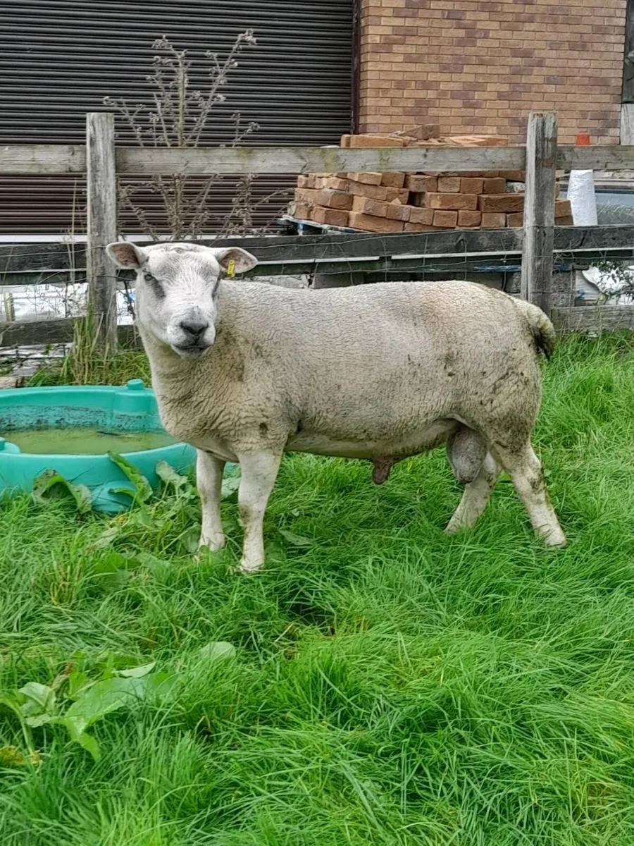 Rams - Image 2