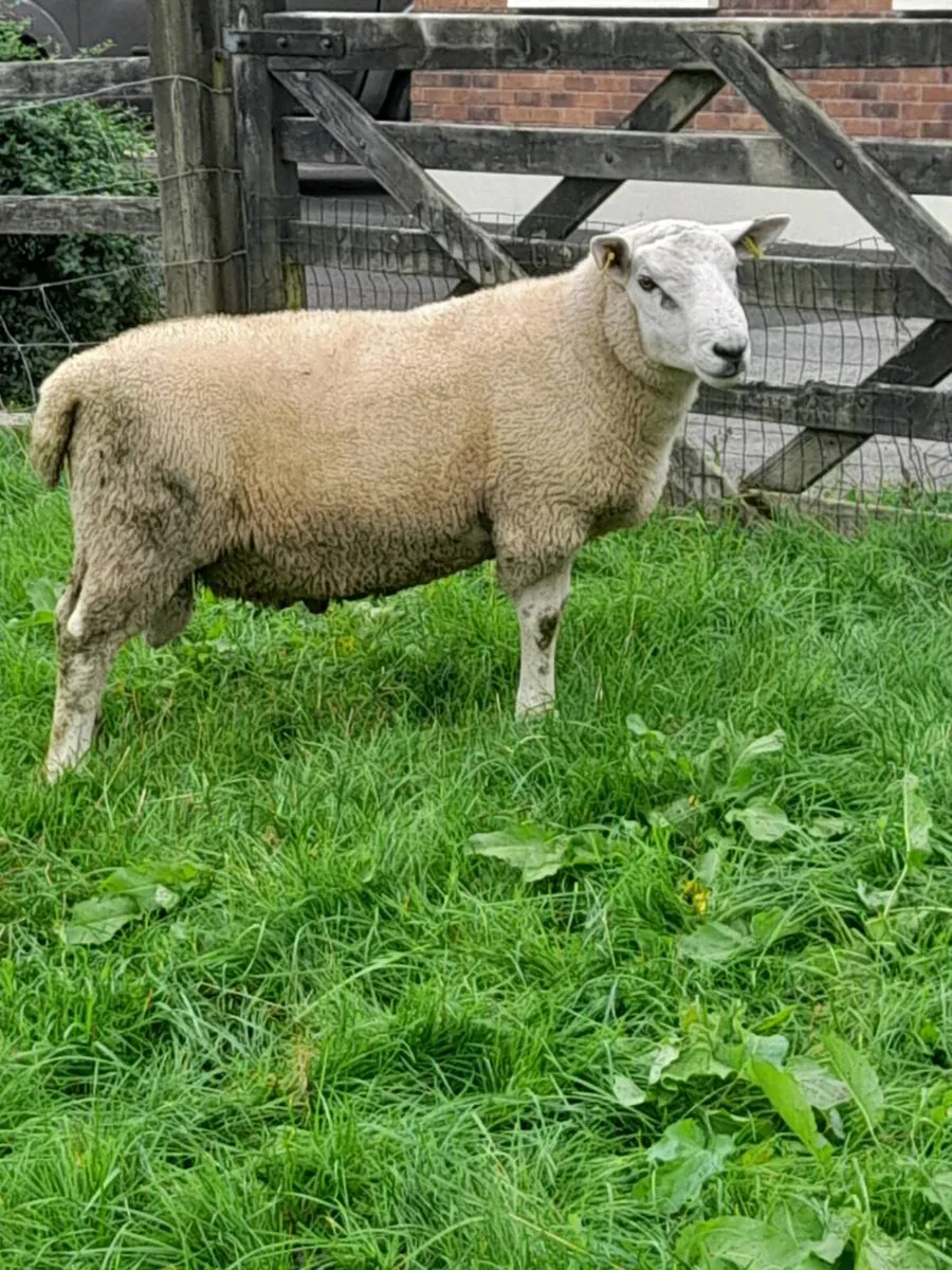 Rams - Image 3