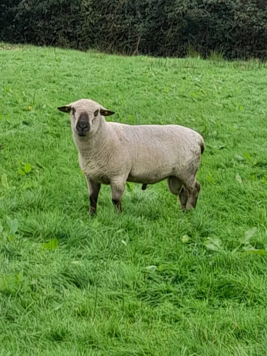 Rams - Image 4