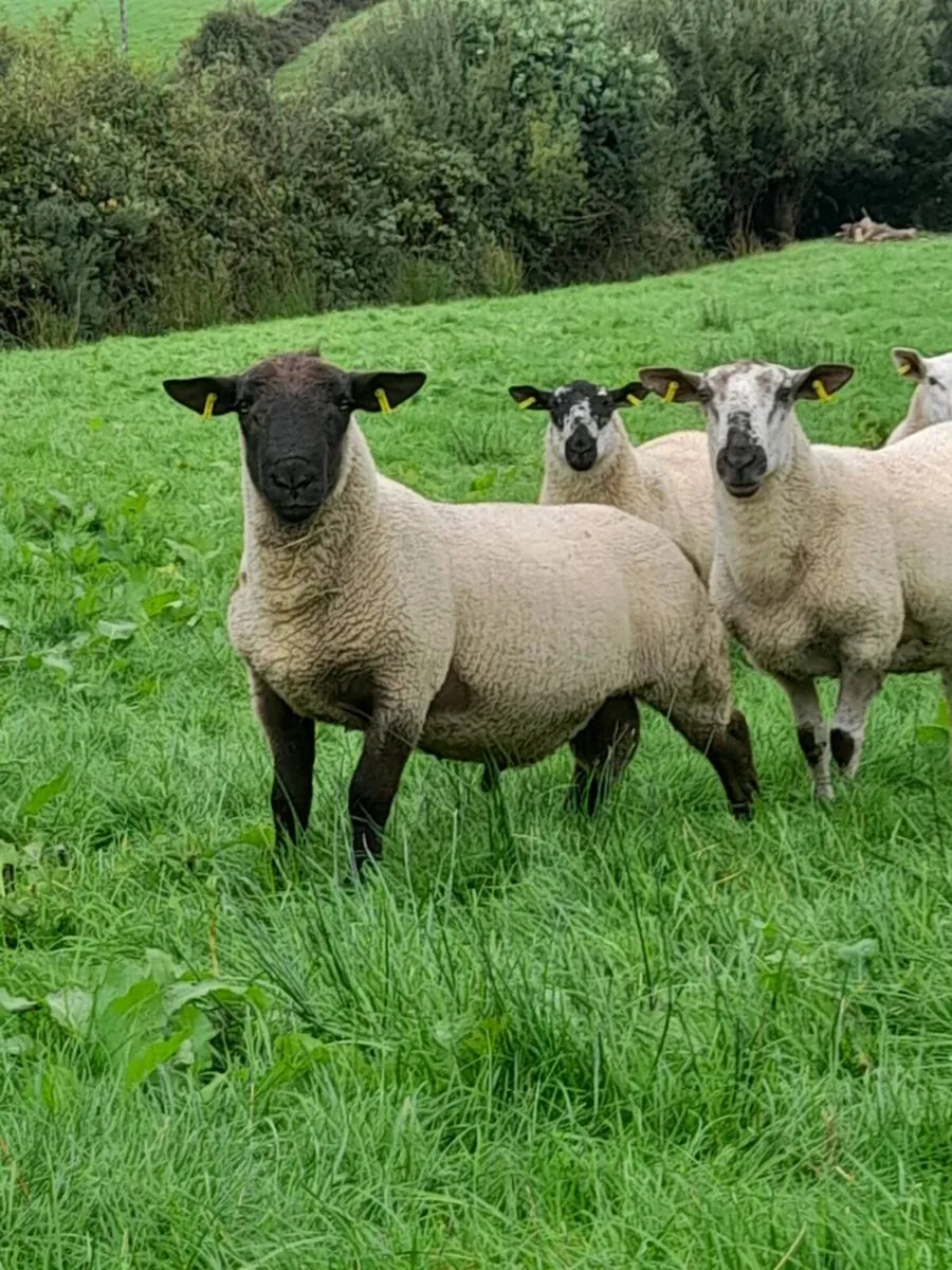 Rams - Image 1