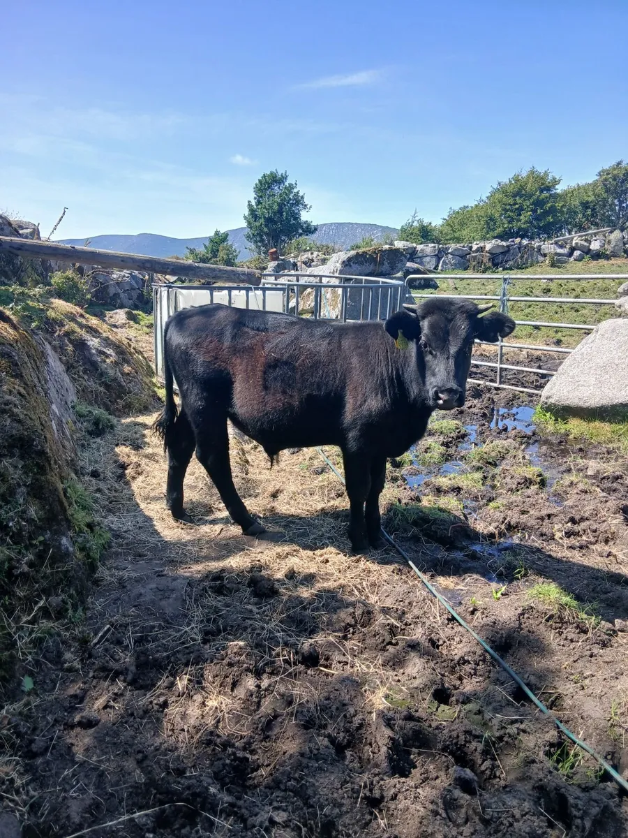 Bull - Image 1