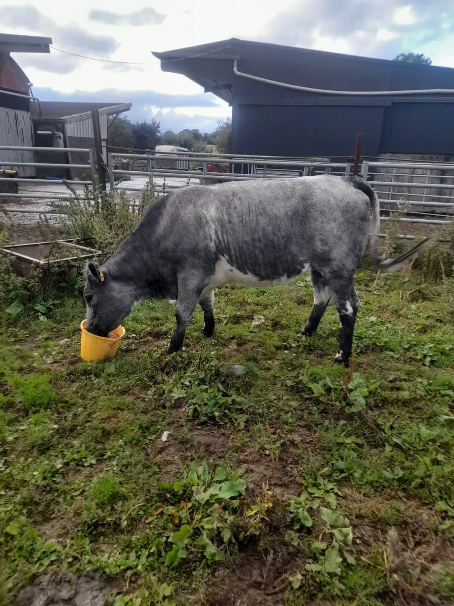 LOT NOs FOR CHARITY -  Tullamore Mart Monday 28th - Image 2
