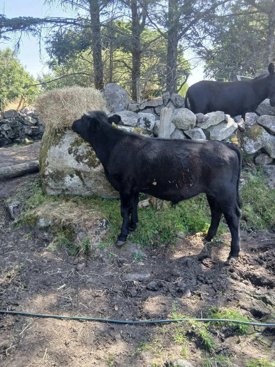 Bull - Image 2
