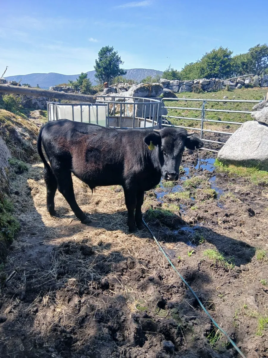 Bull - Image 3