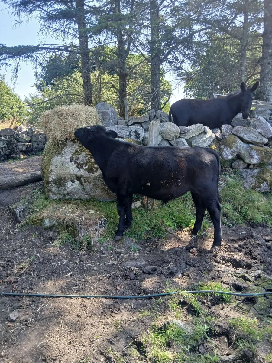 Bull - Image 4