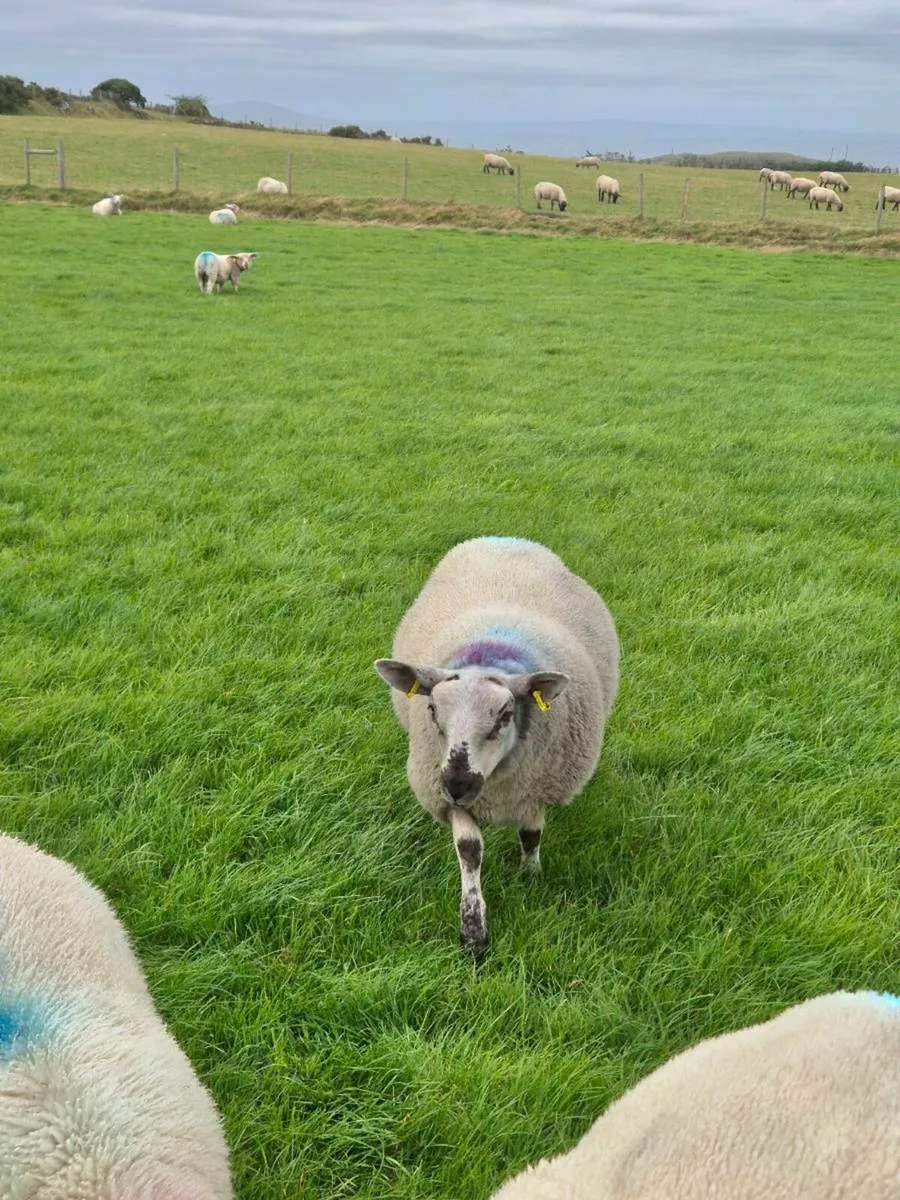 8 ewe lambs suffolk/cheviot - Image 1