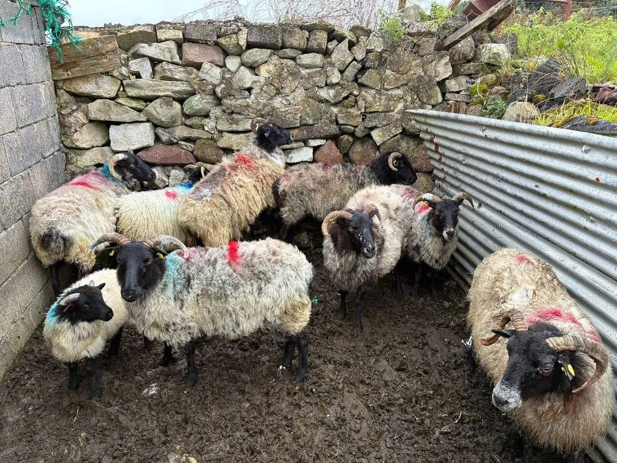 25 RAM LAMBS & 7 CULL EWES - Image 1