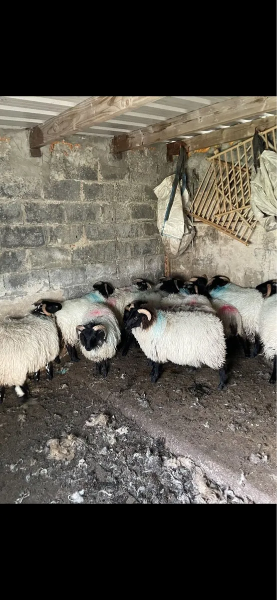 25 RAM LAMBS & 7 CULL EWES - Image 2
