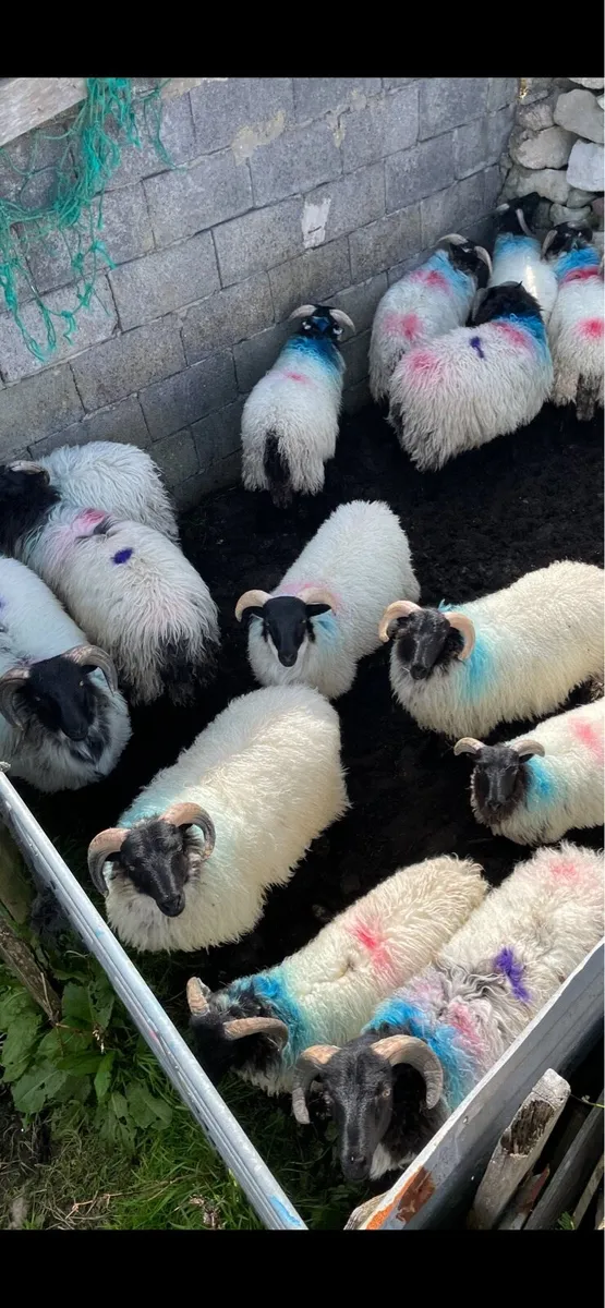 25 RAM LAMBS & 7 CULL EWES - Image 3