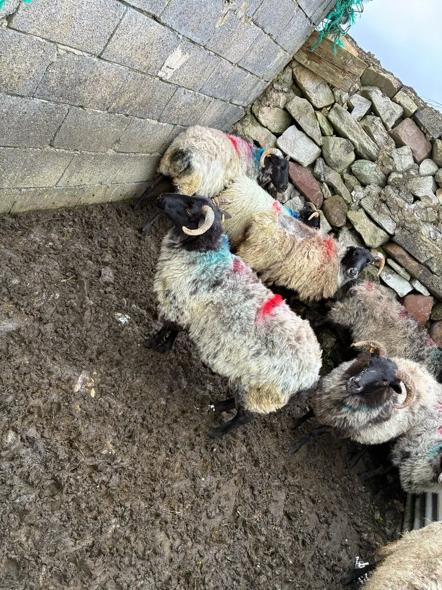 25 RAM LAMBS & 7 CULL EWES - Image 4