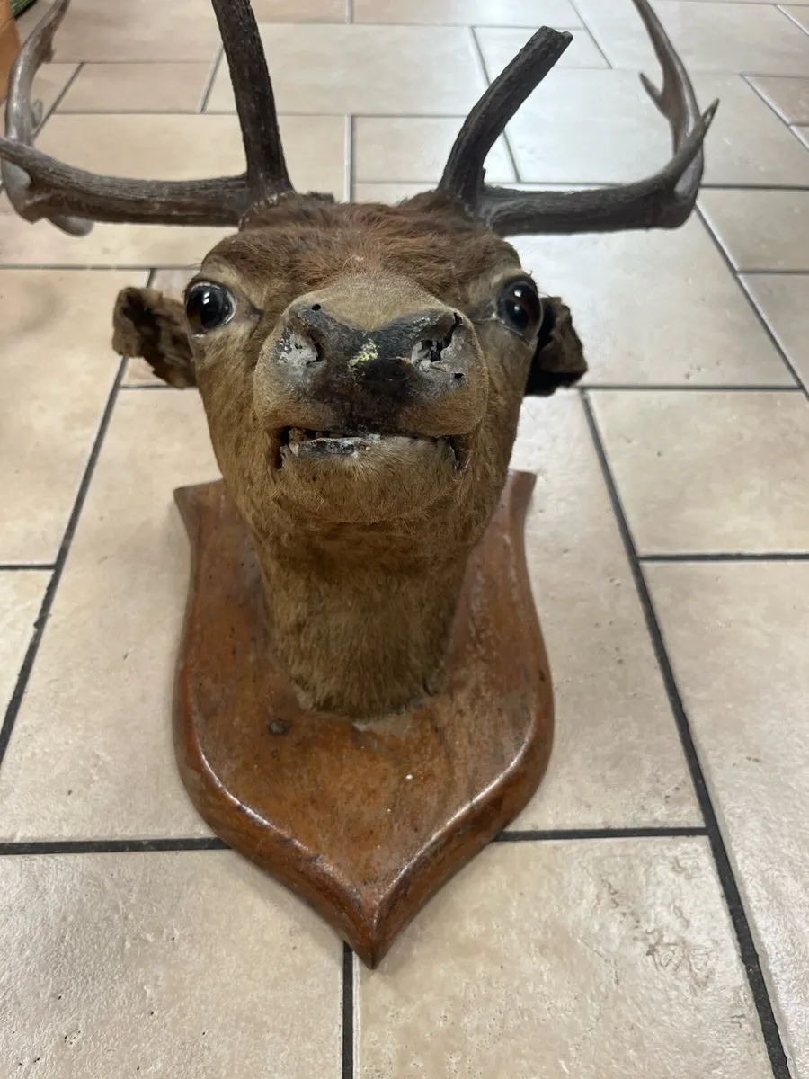 Taxidermy Deer Head - Image 2