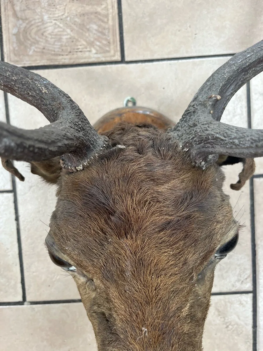 Taxidermy Deer Head - Image 3