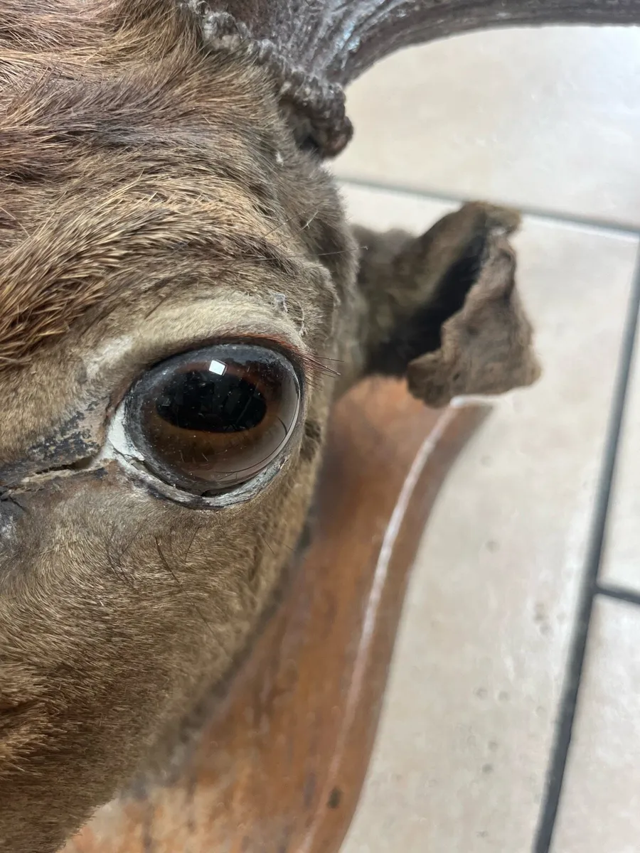 Taxidermy Deer Head - Image 4