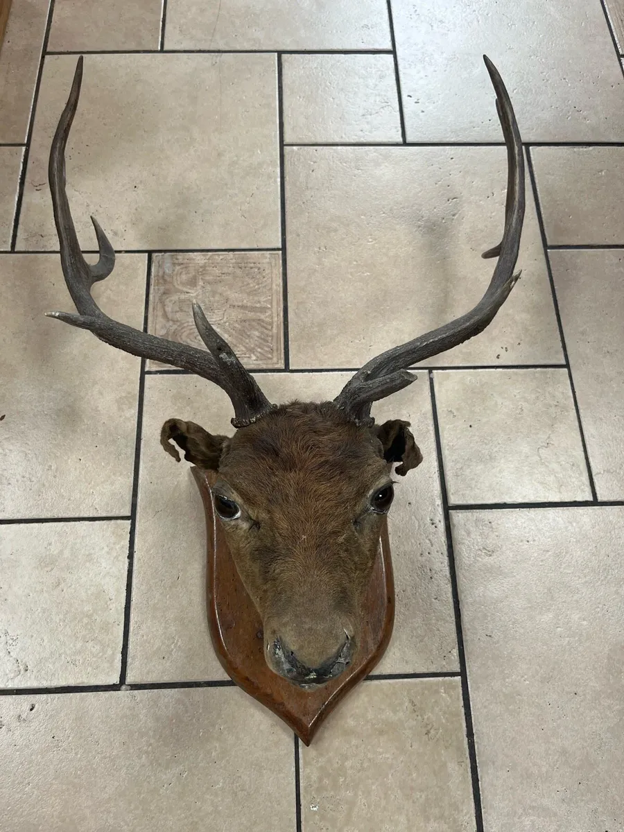 Taxidermy Deer Head - Image 1