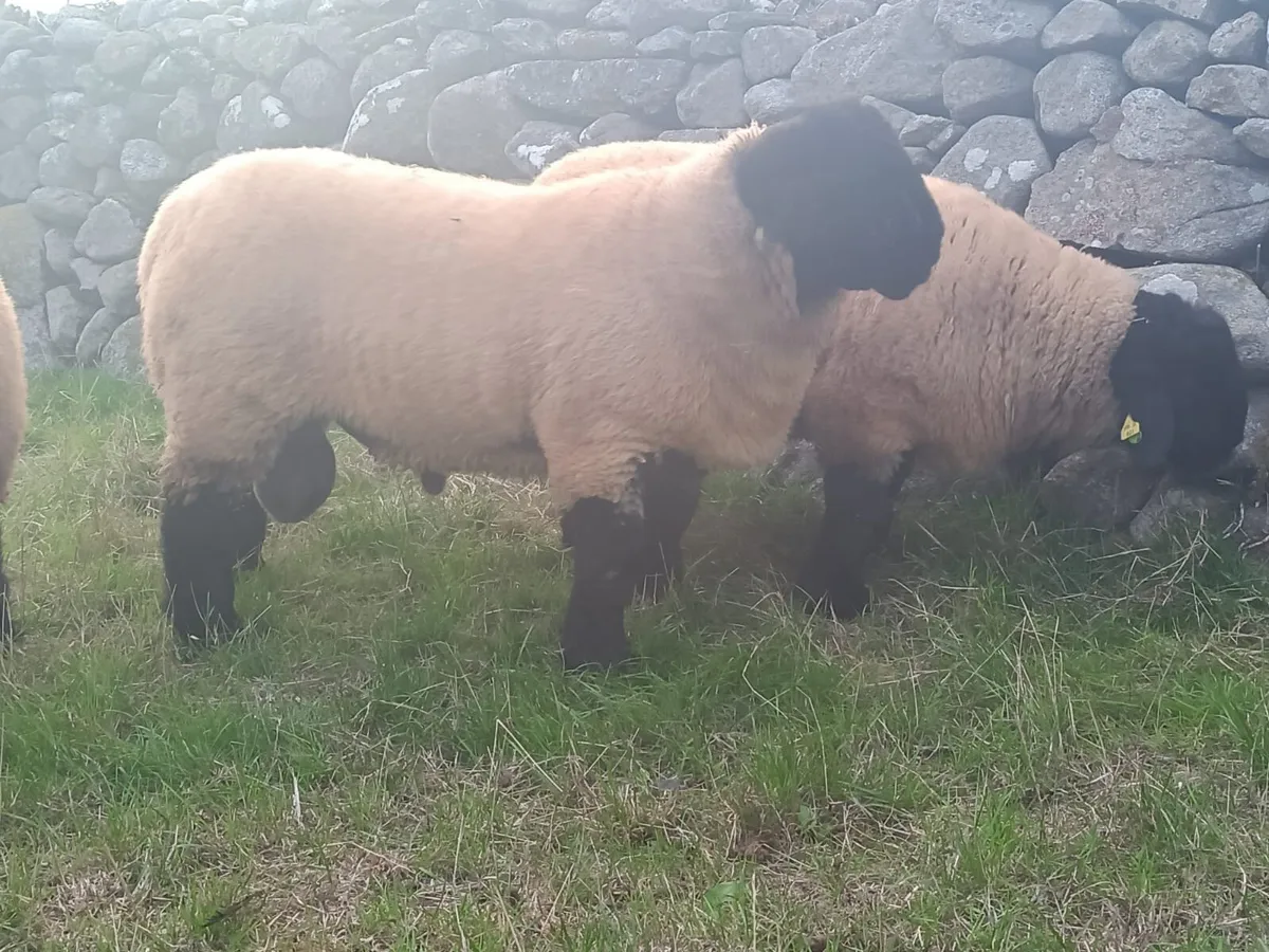 Suffolk Ram Lambs - Image 4