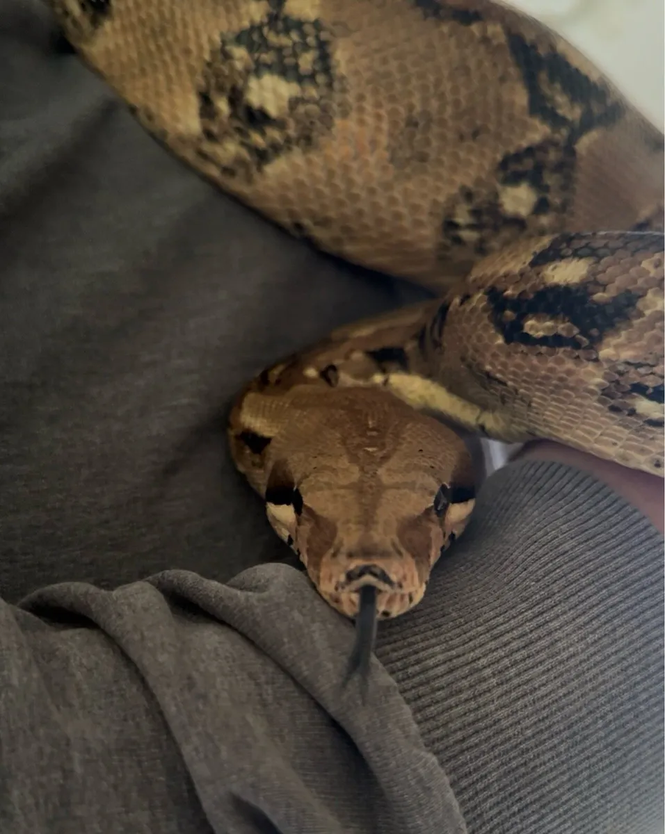 Boa Constrictor - Image 2
