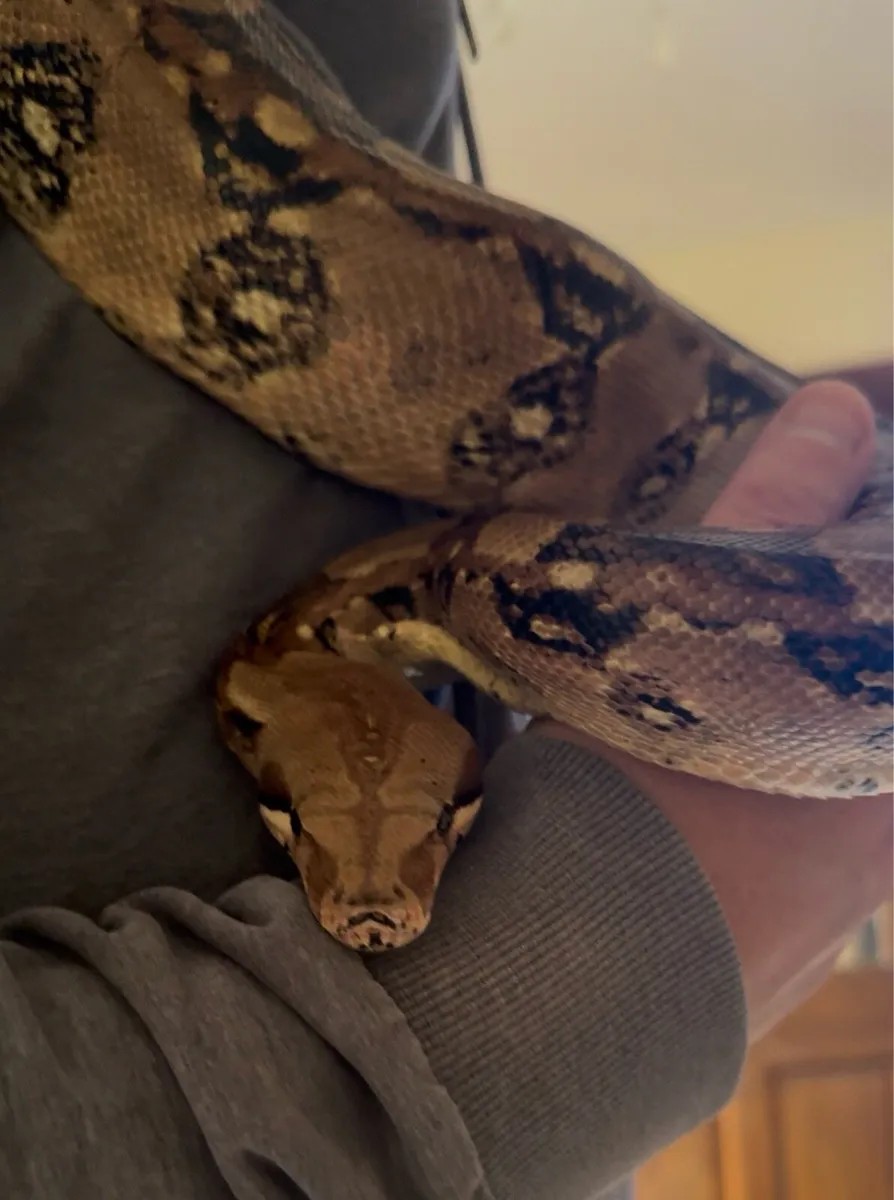 Boa Constrictor - Image 3