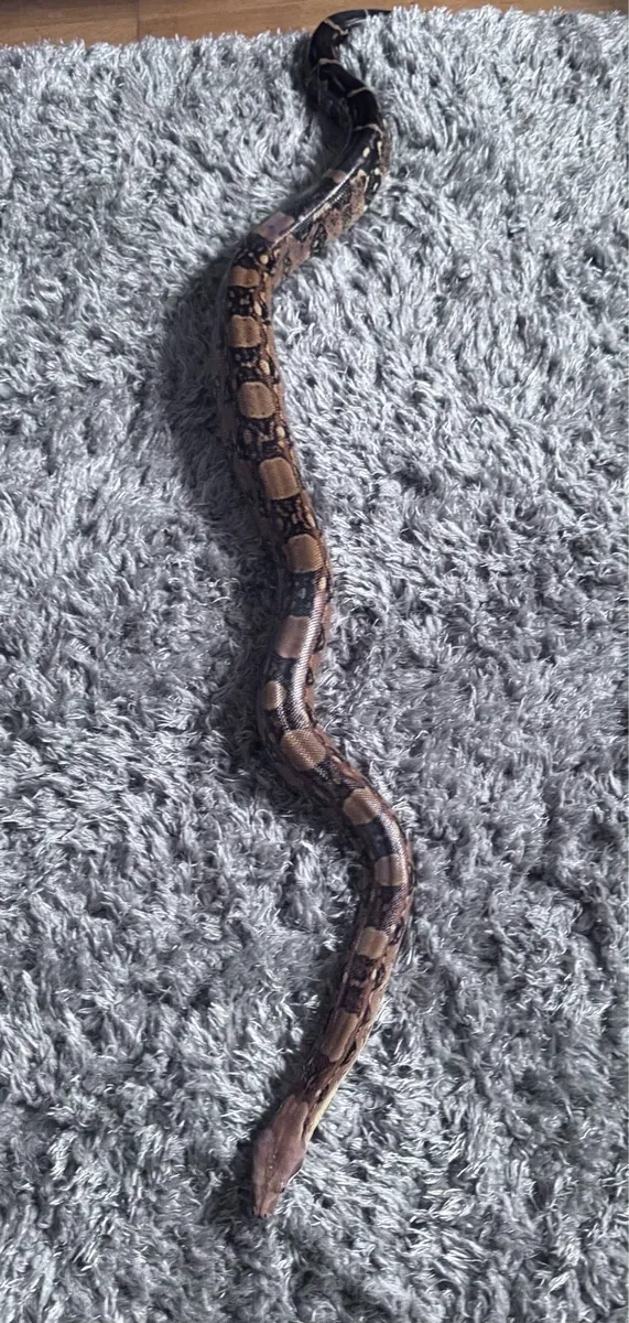 Boa Constrictor - Image 4