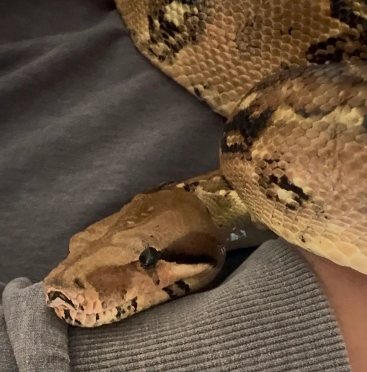 Boa Constrictor - Image 1