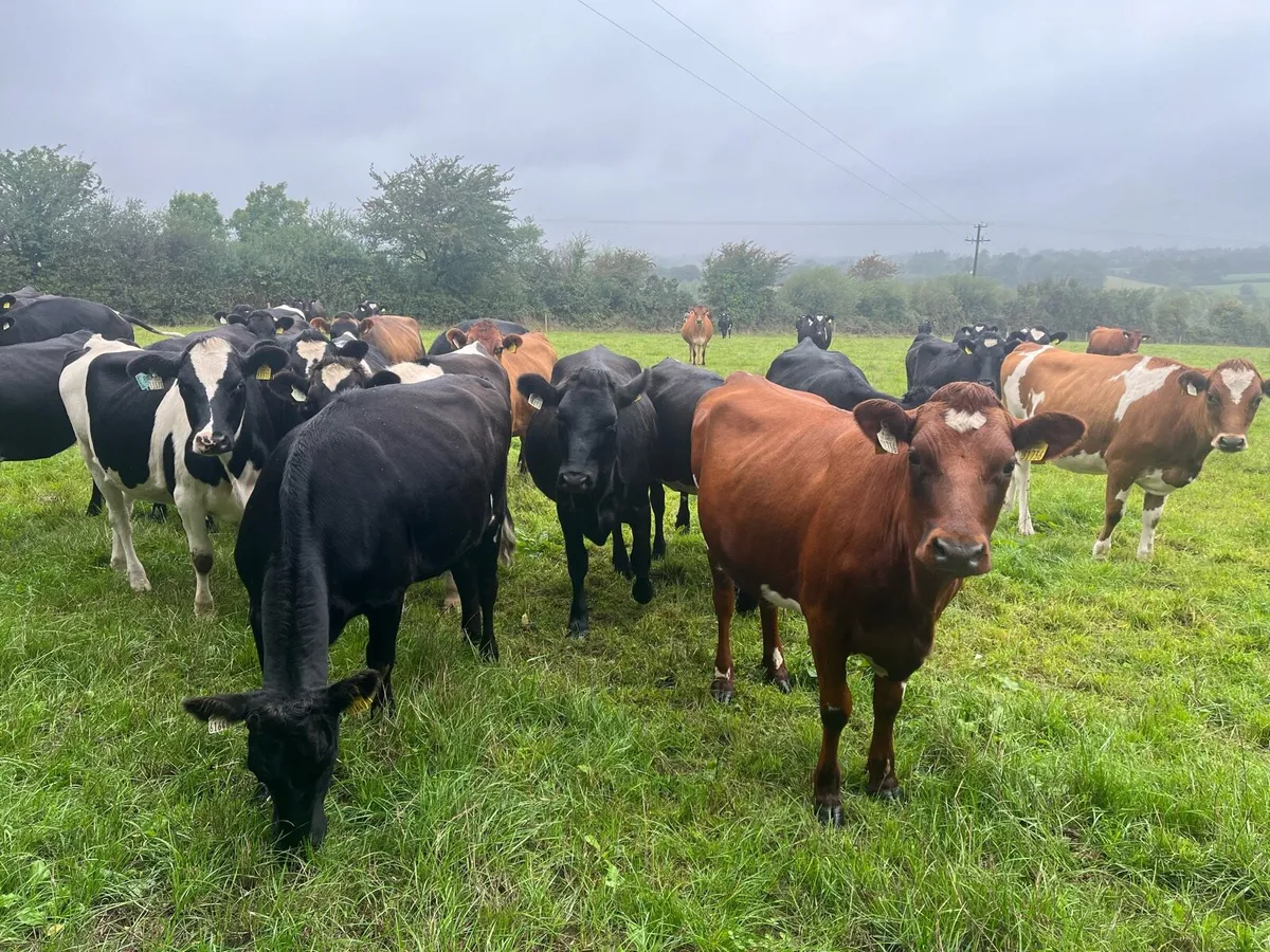 Crossbred in-calf heifers - Image 3