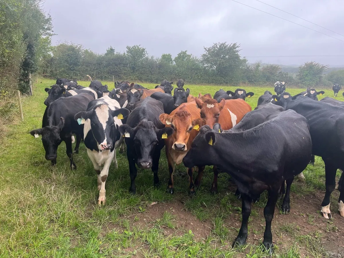 Crossbred in-calf heifers - Image 1