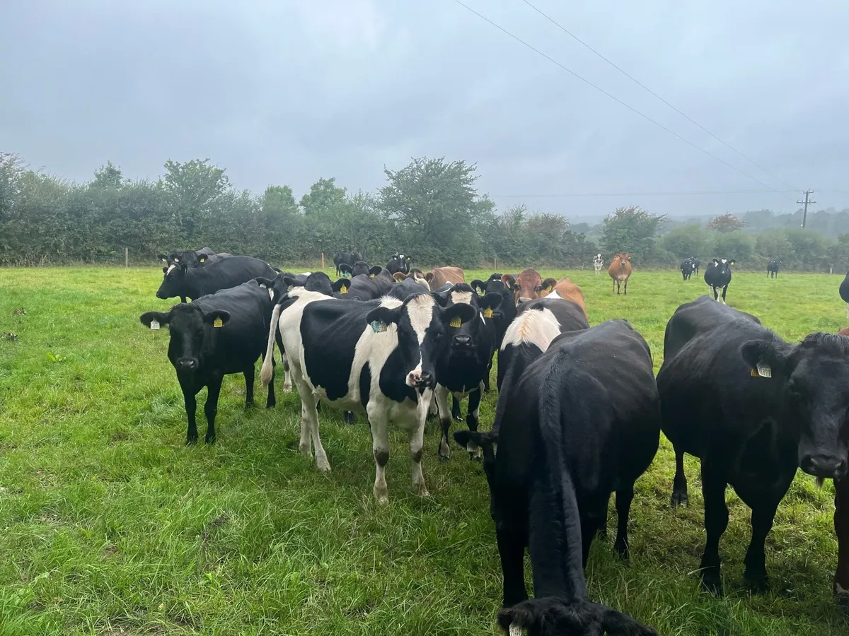 Crossbred in-calf heifers - Image 2