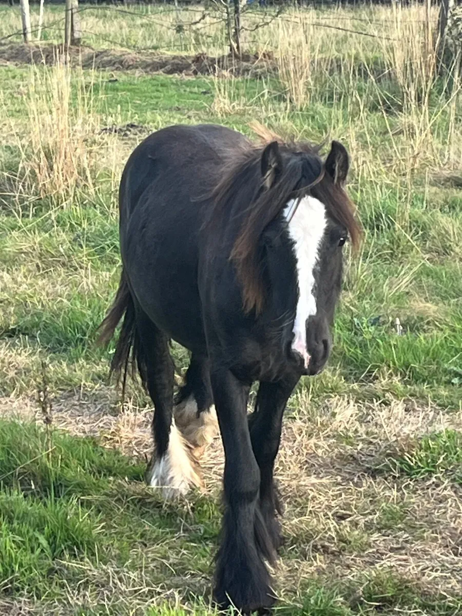 Yearlings - Image 1