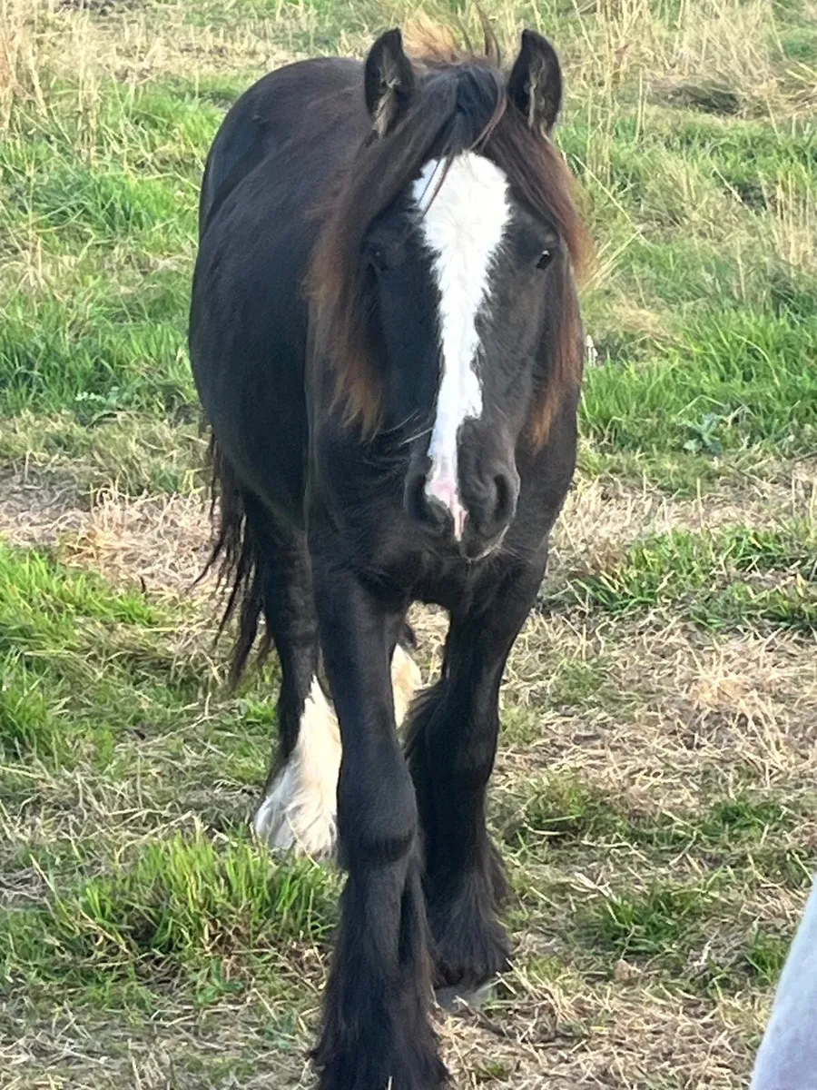 Yearlings - Image 2
