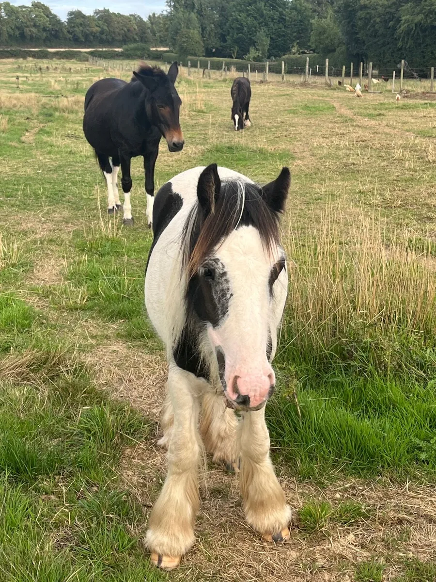 Yearlings - Image 4