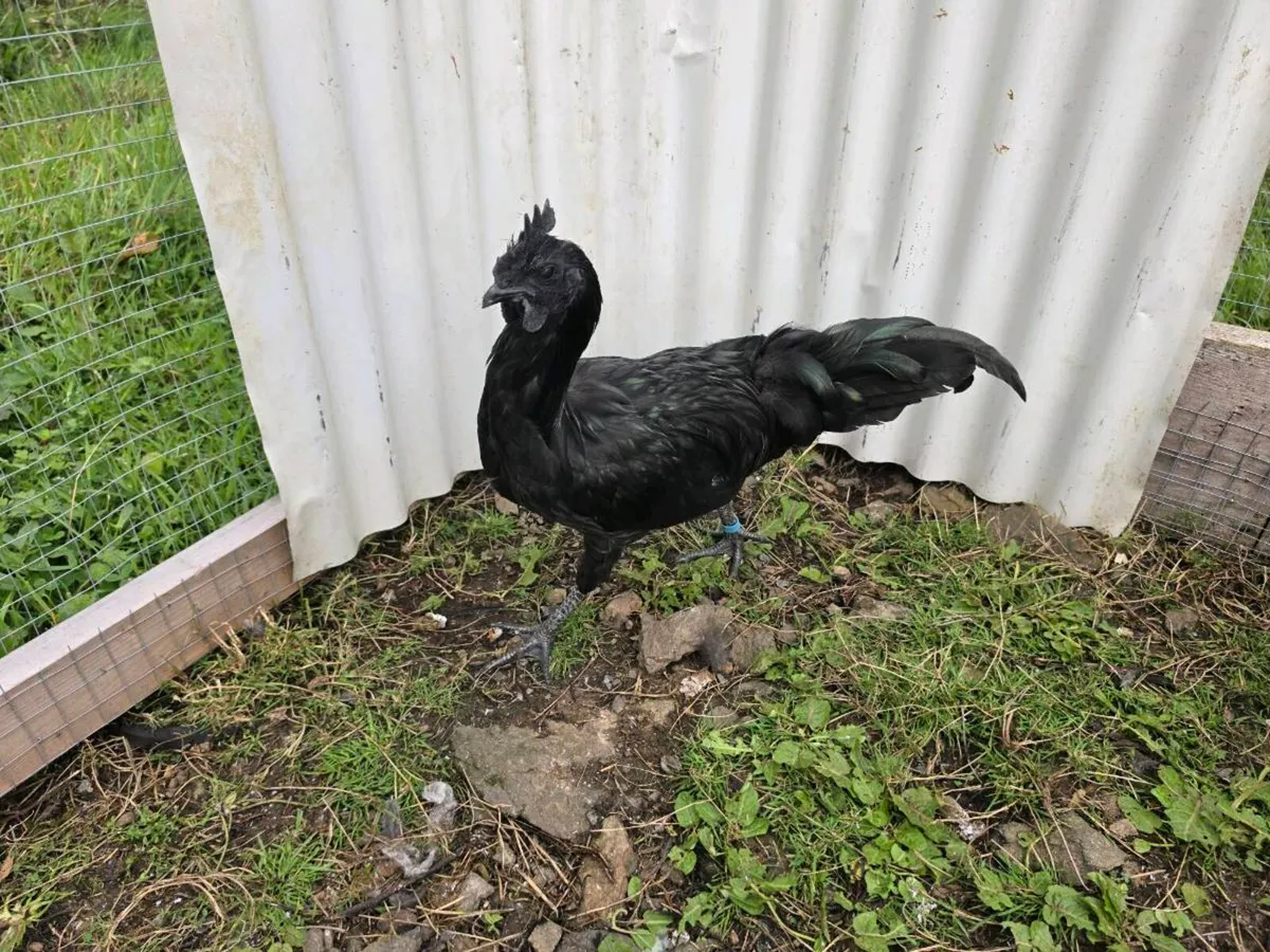 Pure Ayam Cemani - 2 Roosters - Image 2