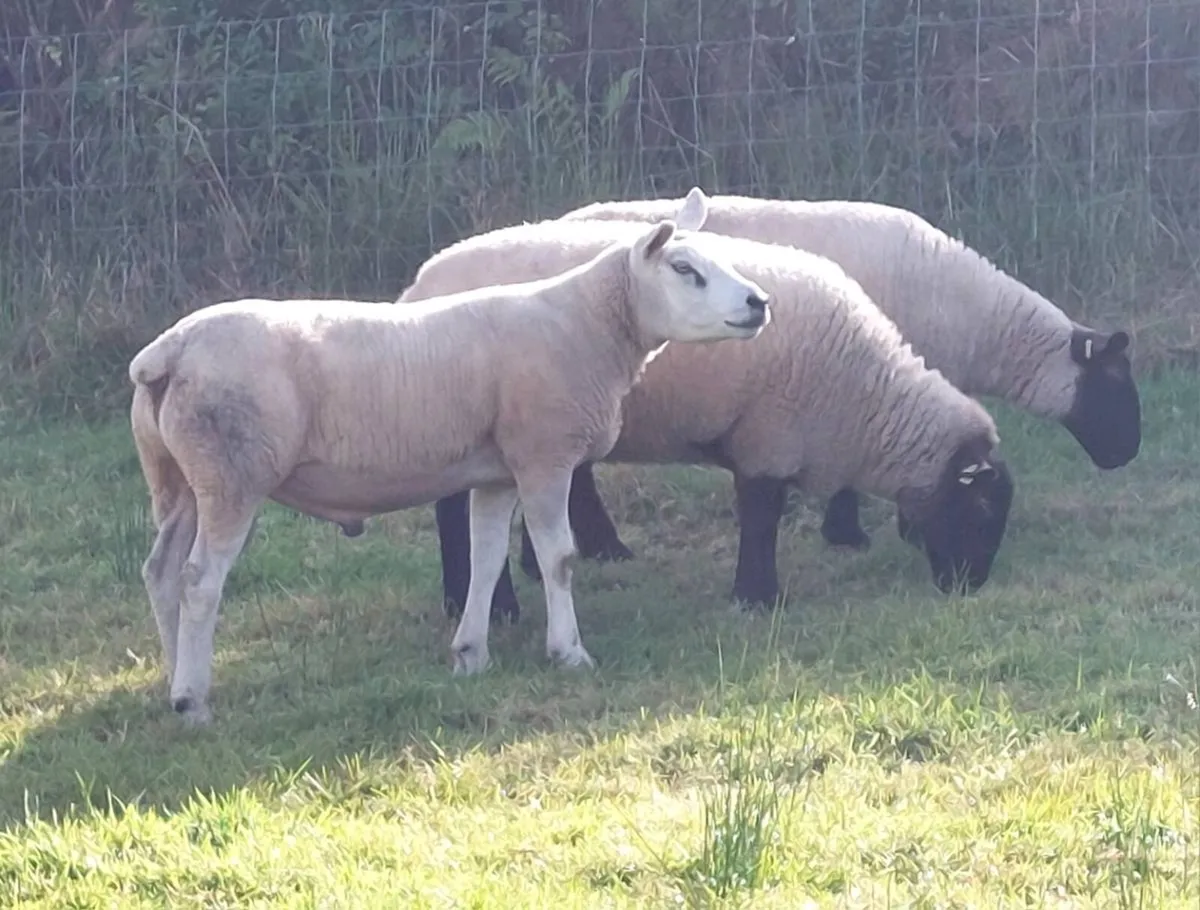 5 ⭐️ Hogget Ram - Image 3