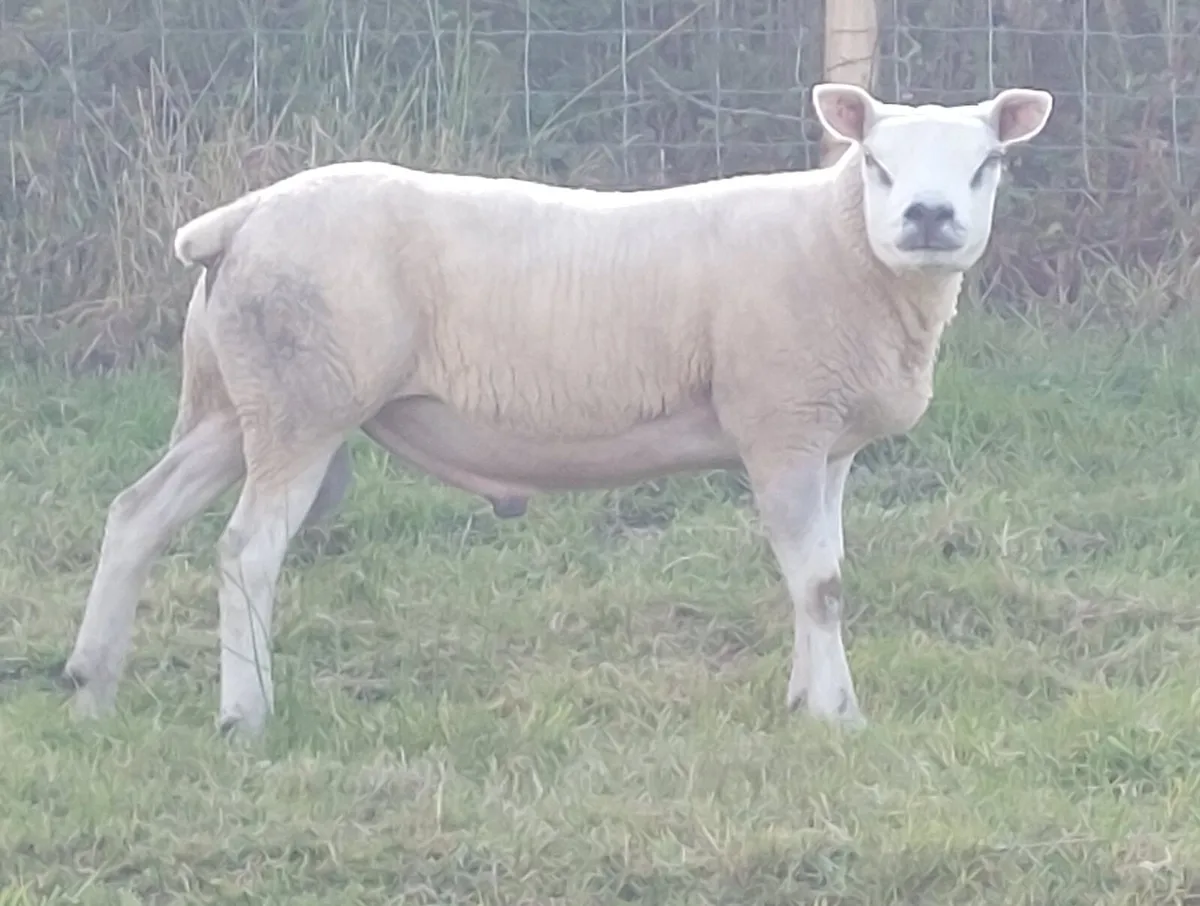 5 ⭐️ Hogget Ram - Image 2