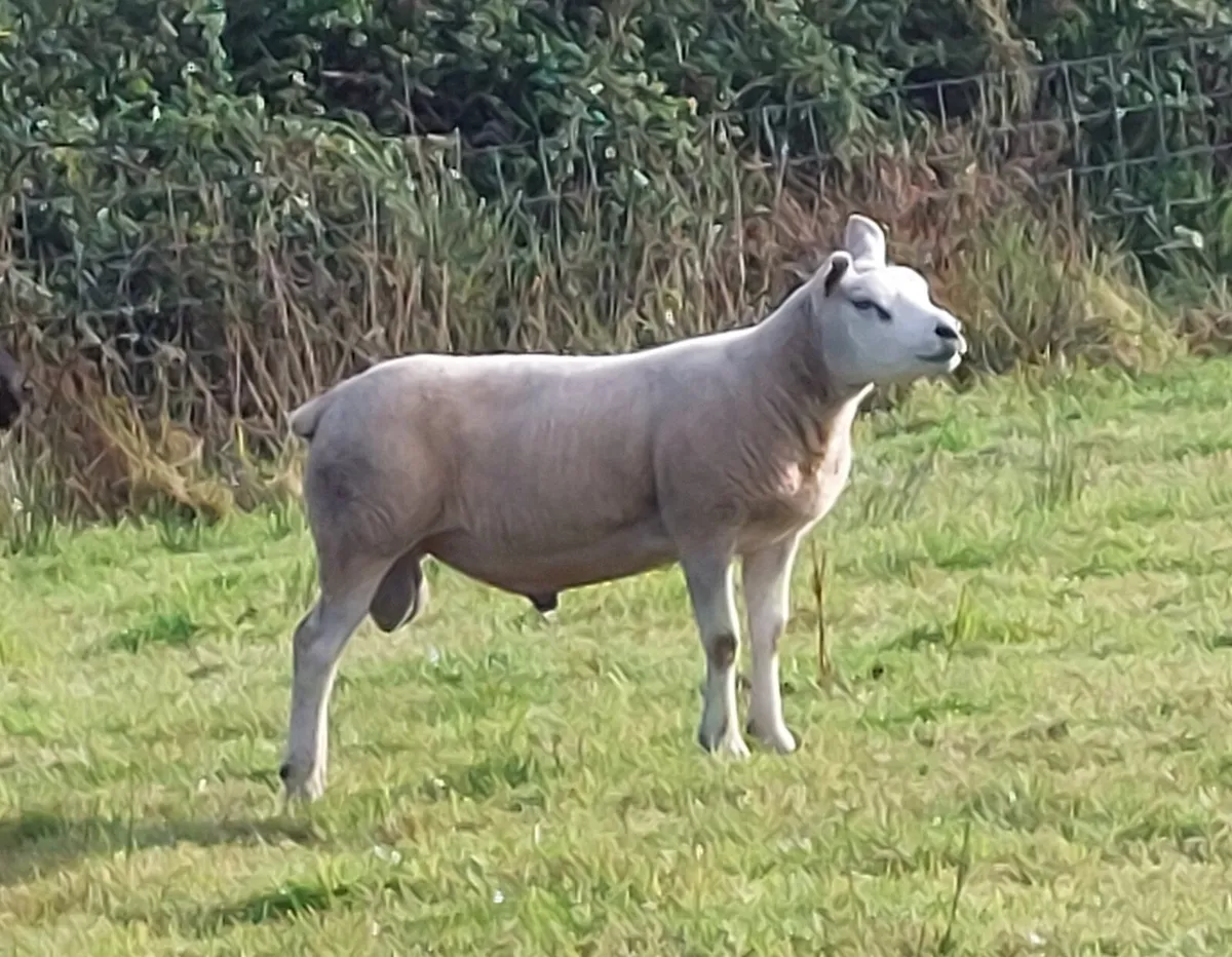 5 ⭐️ Hogget Ram - Image 4