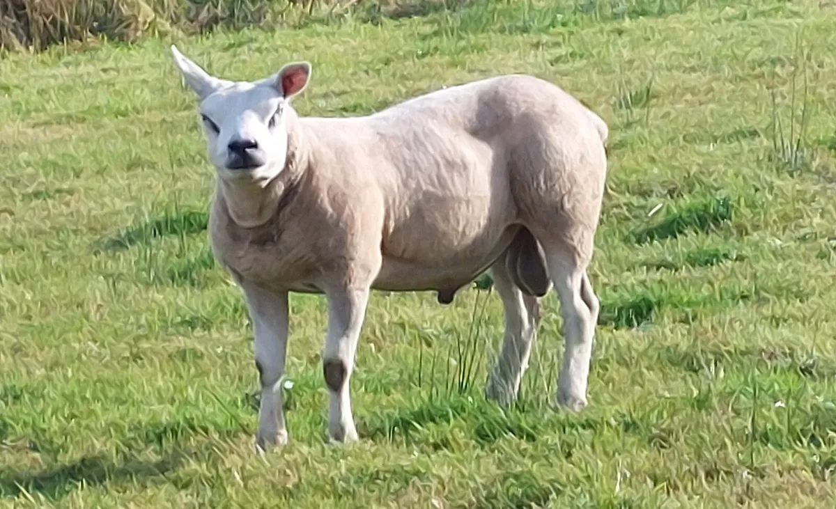 5 ⭐️ Hogget Ram - Image 1