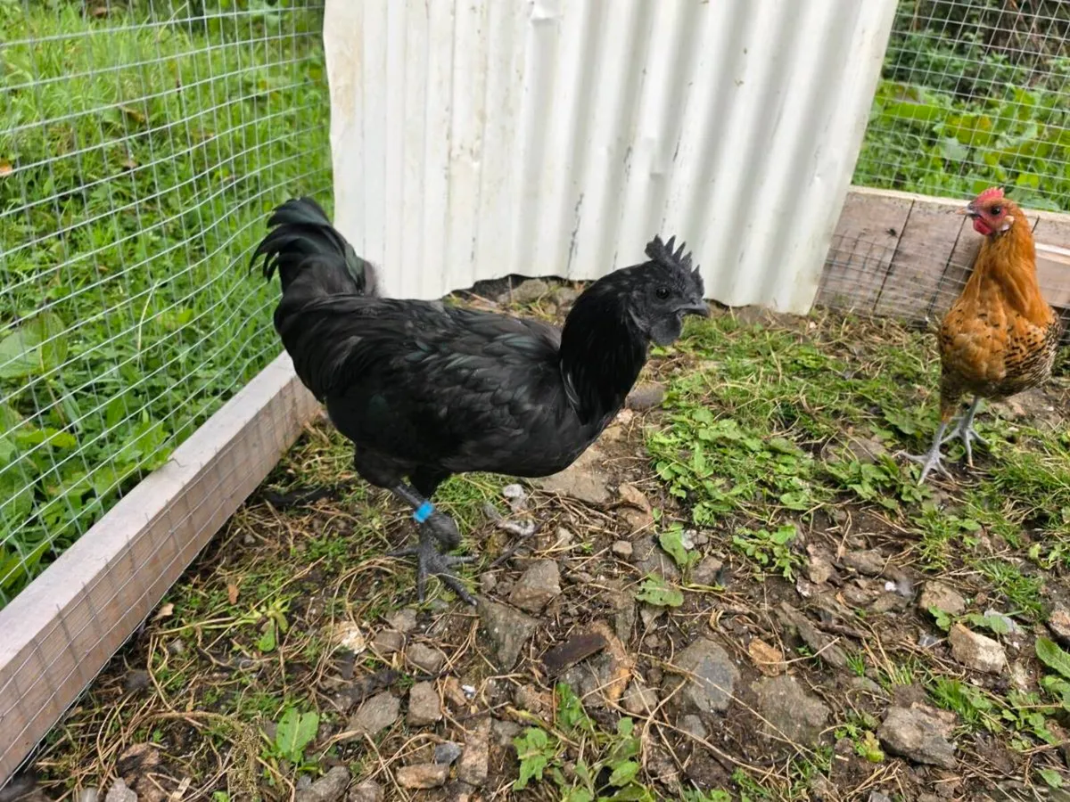 Pure Ayam Cemani - 2 Roosters - Image 3